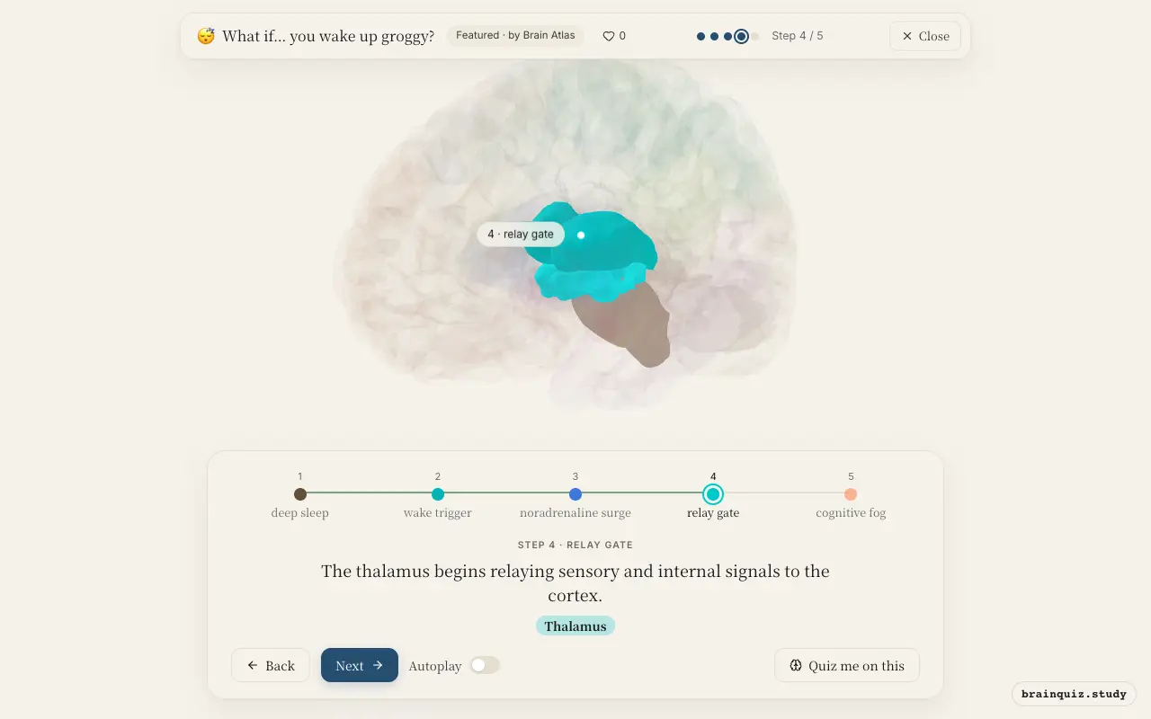 Step 4 of what happens in your brain when you wake up groggy: Brainstem, Hypothalamus, Locus Coeruleus, Thalamus lit on the Brain Atlas 3D brain