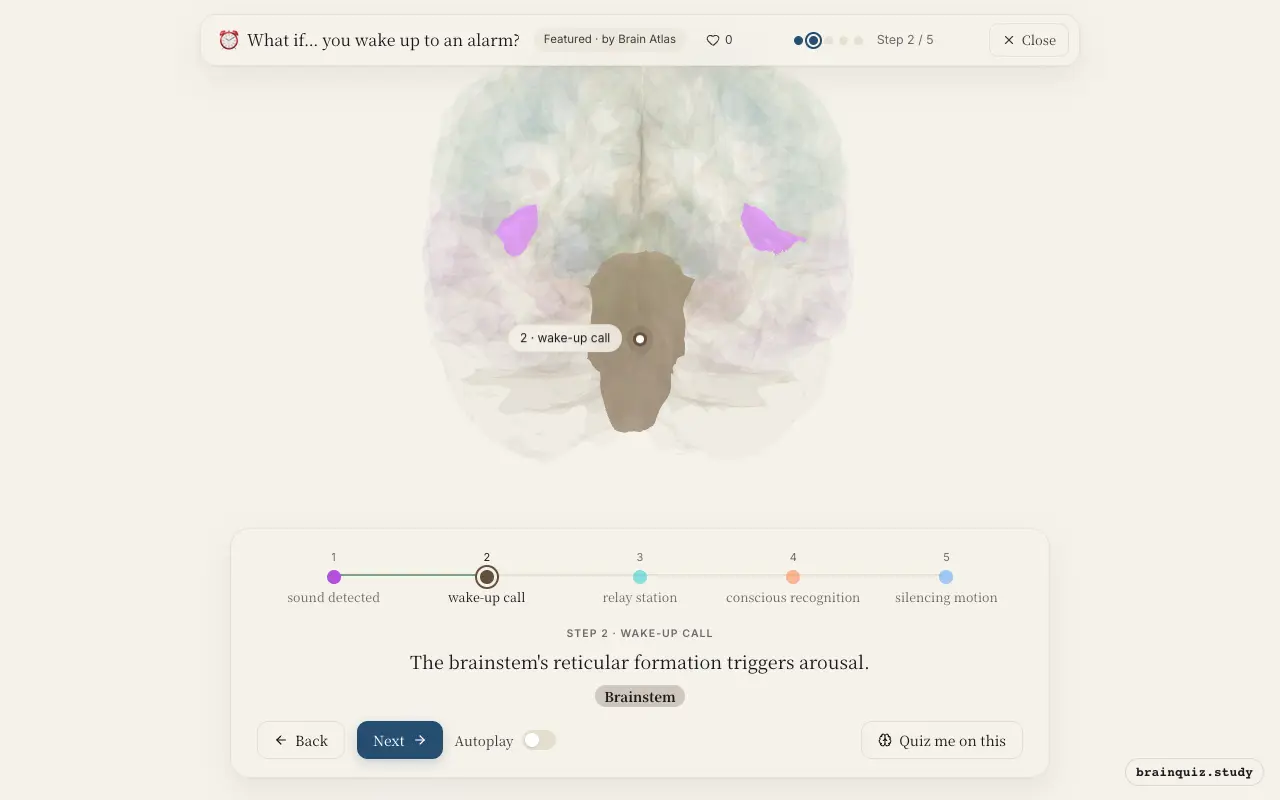 Step 2 of what happens in your brain when you wake up to an alarm: Auditory Cortex, Brainstem lit on the Brain Atlas 3D brain