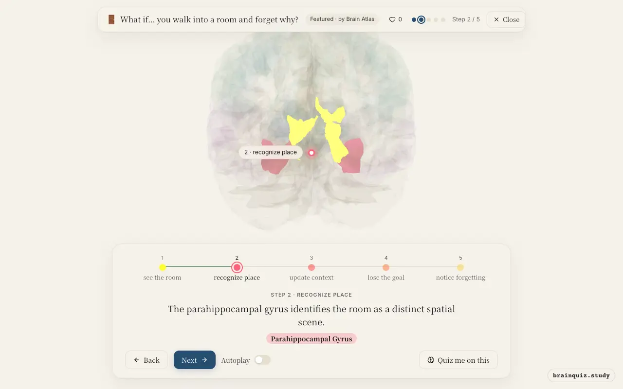 Step 2 of what happens in your brain when you walk into a room and forget why: Visual Cortex, Parahippocampal Gyrus lit on the Brain Atlas 3D brain