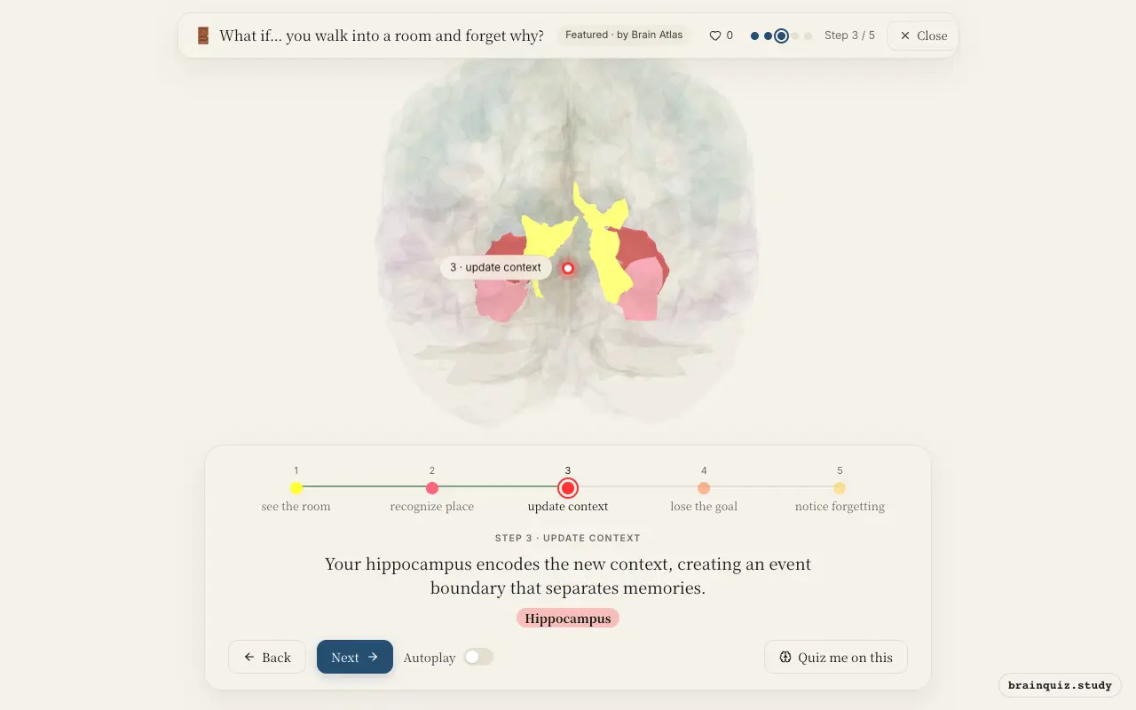 Step 3 of what happens in your brain when you walk into a room and forget why: Visual Cortex, Parahippocampal Gyrus, Hippocampus lit on the Brain Atlas 3D brain