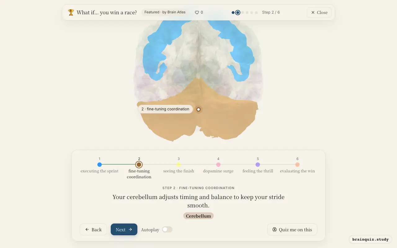 Step 2 of what happens in your brain when you win a race: Motor Cortex, Cerebellum lit on the Brain Atlas 3D brain