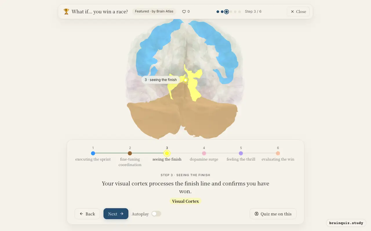 Step 3 of what happens in your brain when you win a race: Motor Cortex, Cerebellum, Visual Cortex lit on the Brain Atlas 3D brain
