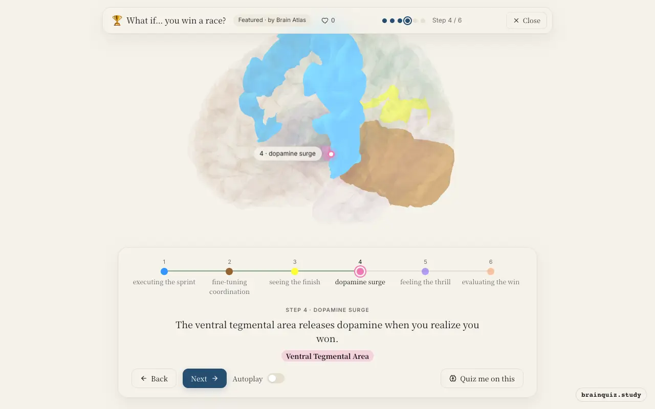 Step 4 of what happens in your brain when you win a race: Motor Cortex, Cerebellum, Visual Cortex, Ventral Tegmental Area lit on the Brain Atlas 3D brain