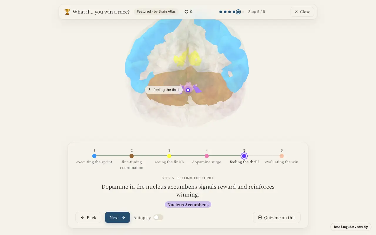 Step 5 of what happens in your brain when you win a race: Motor Cortex, Cerebellum, Visual Cortex, Ventral Tegmental Area, Nucleus Accumbens lit on the Brain Atlas 3D brain