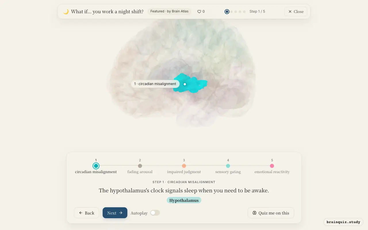 Step 1 of what happens in your brain when you work a night shift: Hypothalamus lit on the Brain Atlas 3D brain