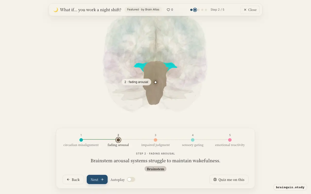 Step 2 of what happens in your brain when you work a night shift: Hypothalamus, Brainstem lit on the Brain Atlas 3D brain
