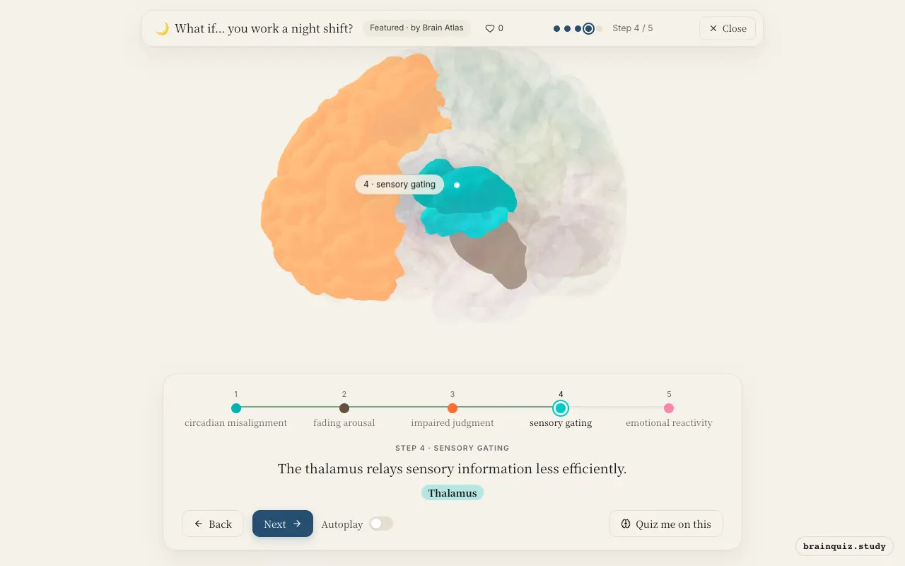 Step 4 of what happens in your brain when you work a night shift: Hypothalamus, Brainstem, Prefrontal Cortex, Thalamus lit on the Brain Atlas 3D brain