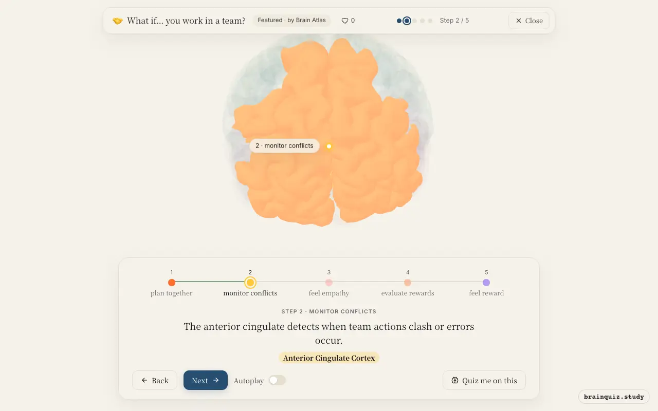 Step 2 of what happens in your brain when you work in a team: Prefrontal Cortex, Anterior Cingulate Cortex lit on the Brain Atlas 3D brain