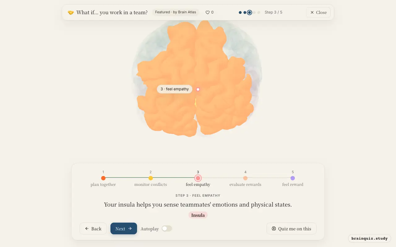 Step 3 of what happens in your brain when you work in a team: Prefrontal Cortex, Anterior Cingulate Cortex, Insula lit on the Brain Atlas 3D brain