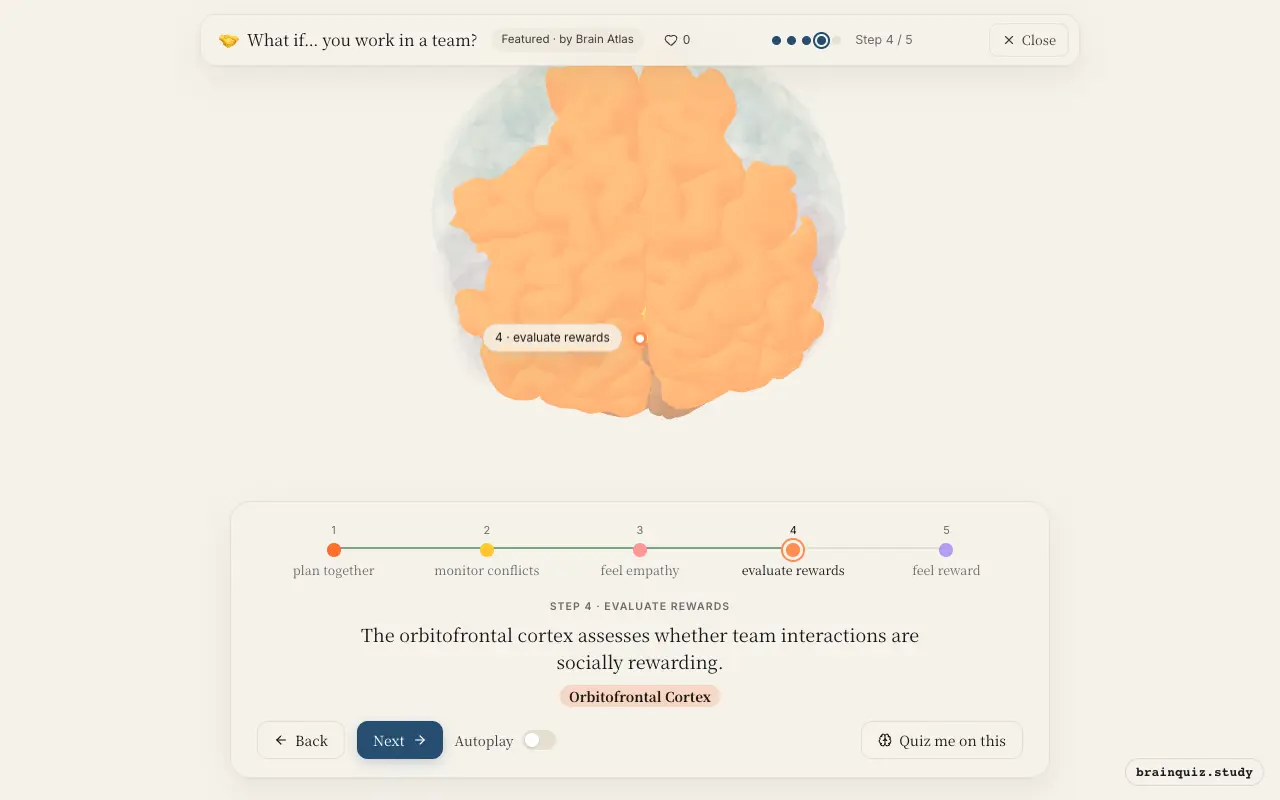 Step 4 of what happens in your brain when you work in a team: Prefrontal Cortex, Anterior Cingulate Cortex, Insula, Orbitofrontal Cortex lit on the Brain Atlas 3D brain