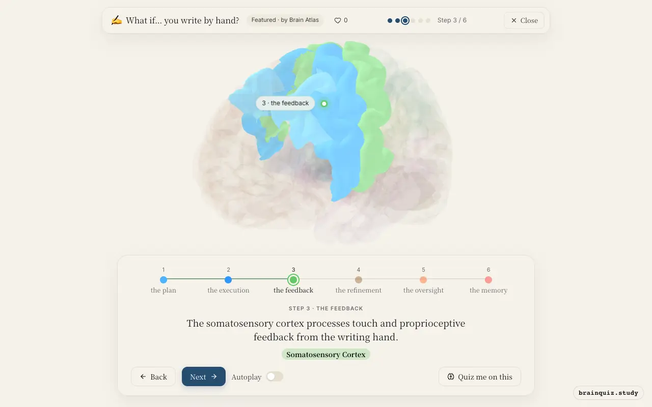 Step 3 of what happens in your brain when you write by hand: Premotor Cortex, Motor Cortex, Somatosensory Cortex lit on the Brain Atlas 3D brain
