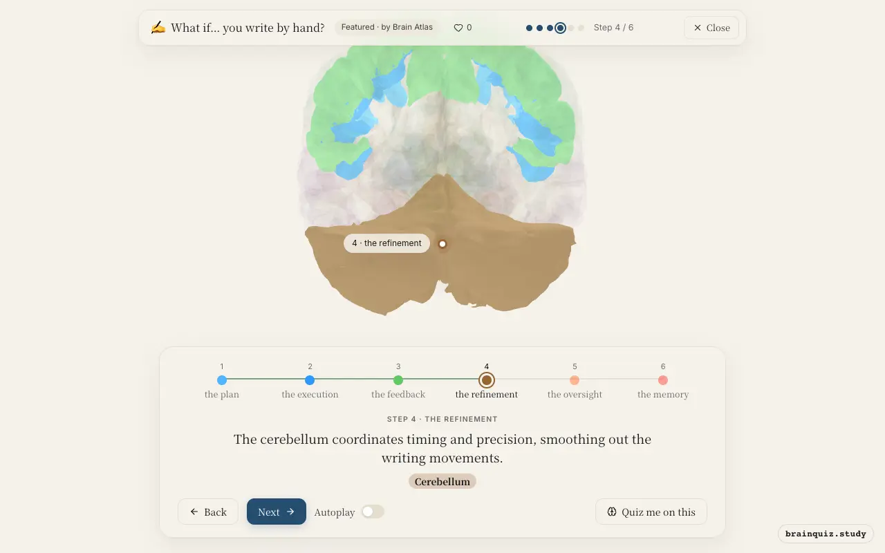 Step 4 of what happens in your brain when you write by hand: Premotor Cortex, Motor Cortex, Somatosensory Cortex, Cerebellum lit on the Brain Atlas 3D brain