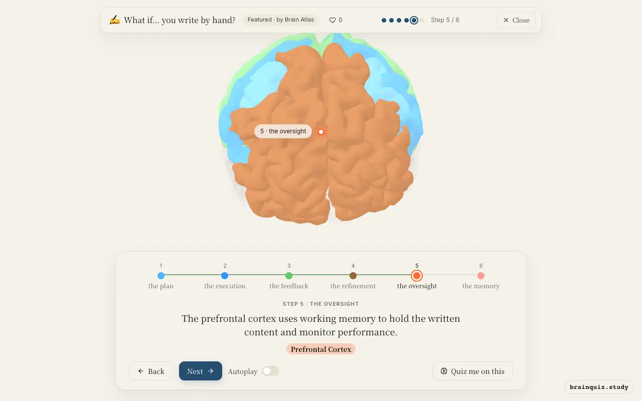 Step 5 of what happens in your brain when you write by hand: Premotor Cortex, Motor Cortex, Somatosensory Cortex, Cerebellum, Prefrontal Cortex lit on the Brain Atlas 3D brain