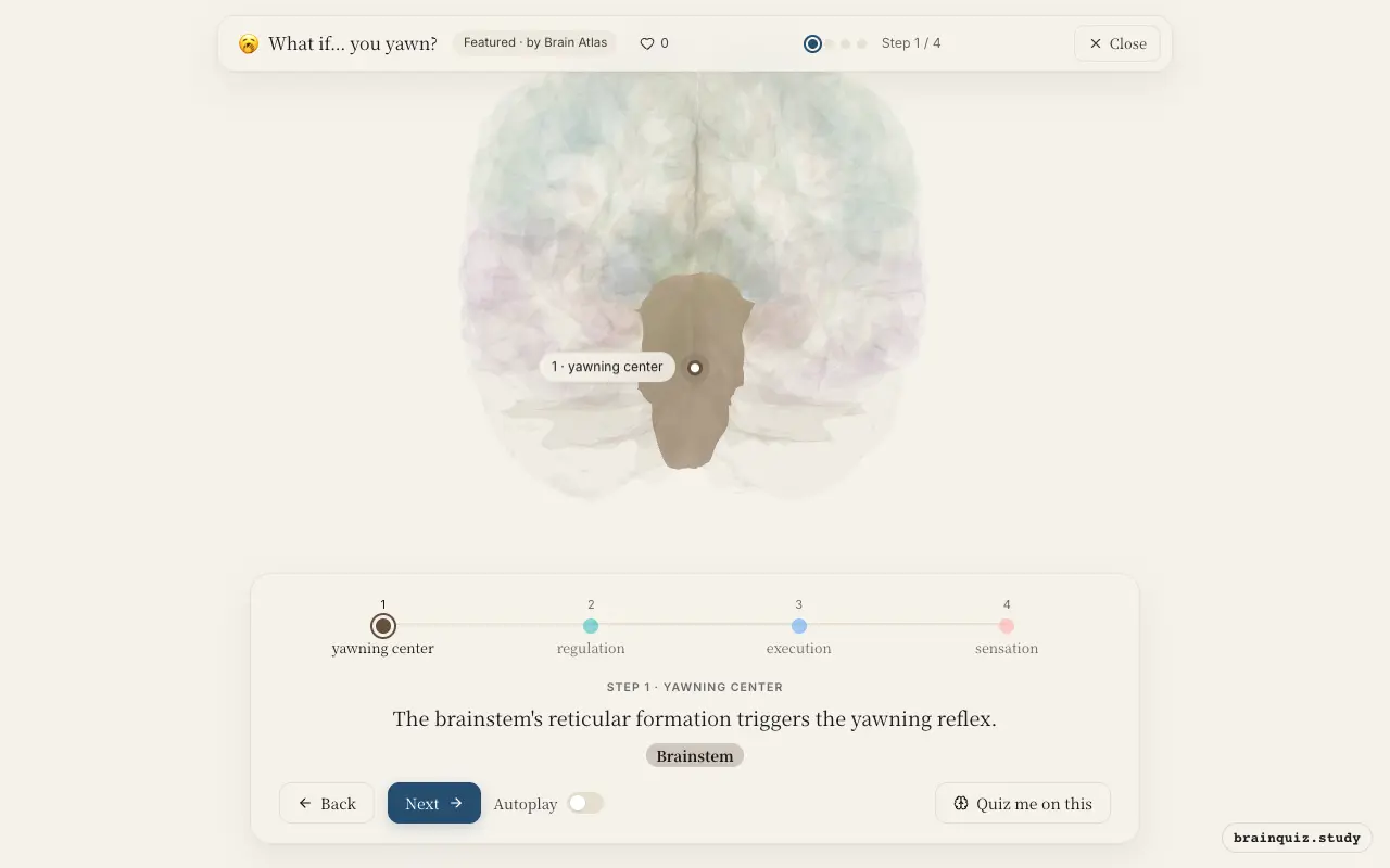 Step 1 of what happens in your brain when you yawn: Brainstem lit on the Brain Atlas 3D brain