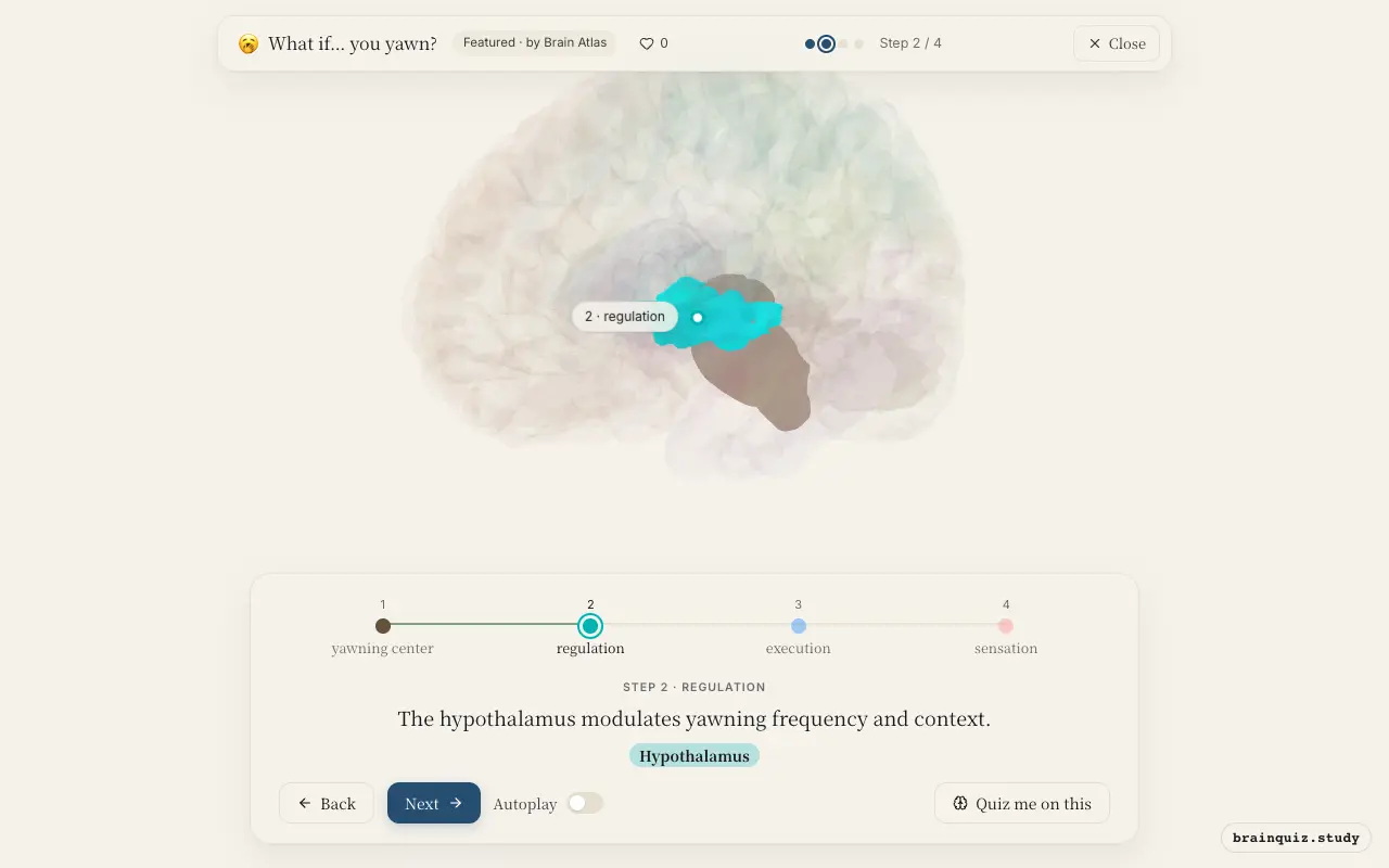 Step 2 of what happens in your brain when you yawn: Brainstem, Hypothalamus lit on the Brain Atlas 3D brain