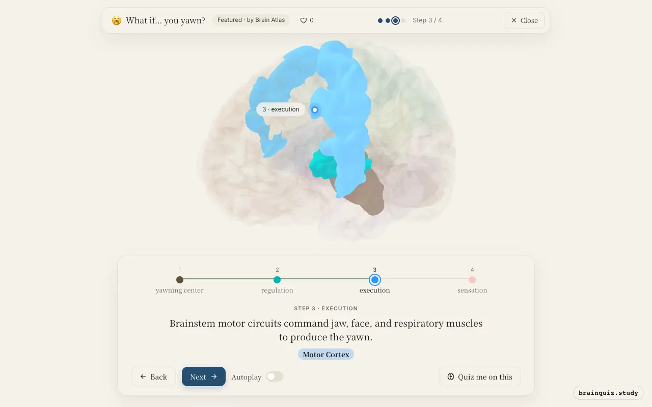 Step 3 of what happens in your brain when you yawn: Brainstem, Hypothalamus, Motor Cortex lit on the Brain Atlas 3D brain