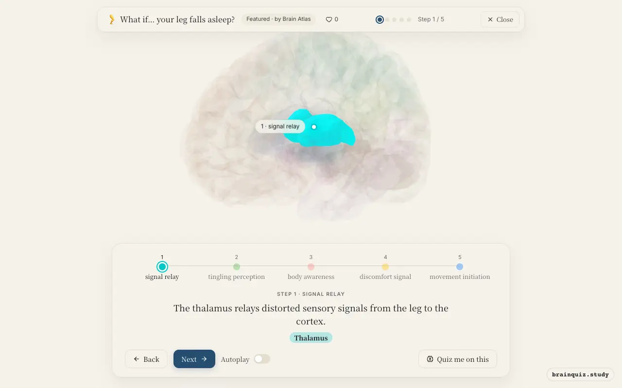 Step 1 of what happens in your brain when your leg falls asleep: Thalamus lit on the Brain Atlas 3D brain