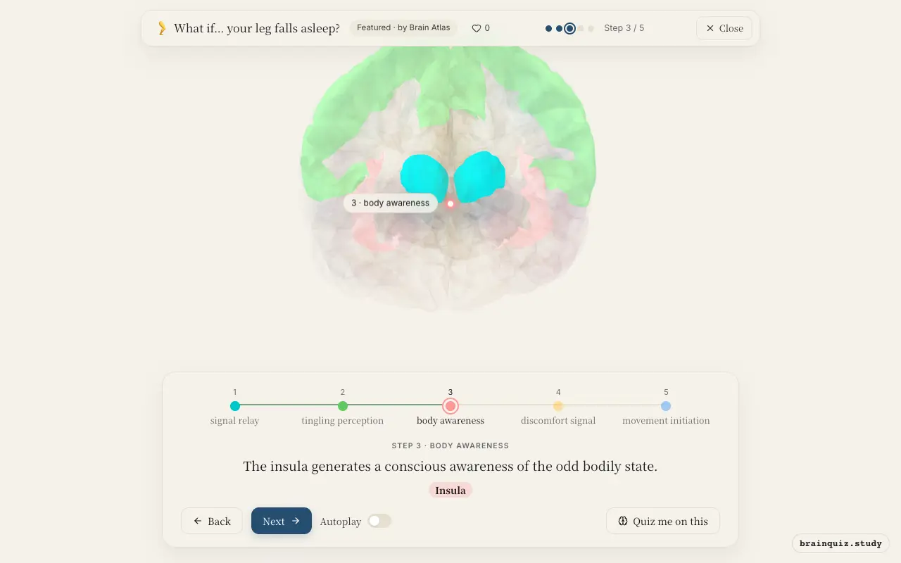 Step 3 of what happens in your brain when your leg falls asleep: Thalamus, Somatosensory Cortex, Insula lit on the Brain Atlas 3D brain